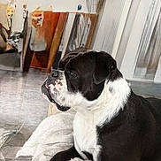 Ursy a rejoint le concours — aidez-le/la à gagner de superbes lots ! dog, black_and_white, indoor, blanket, pet, canine, resting, fur, animal, laying_down, side_view, domestic, cozy, calm, portrait, floor, tile, furniture, relaxed, companion