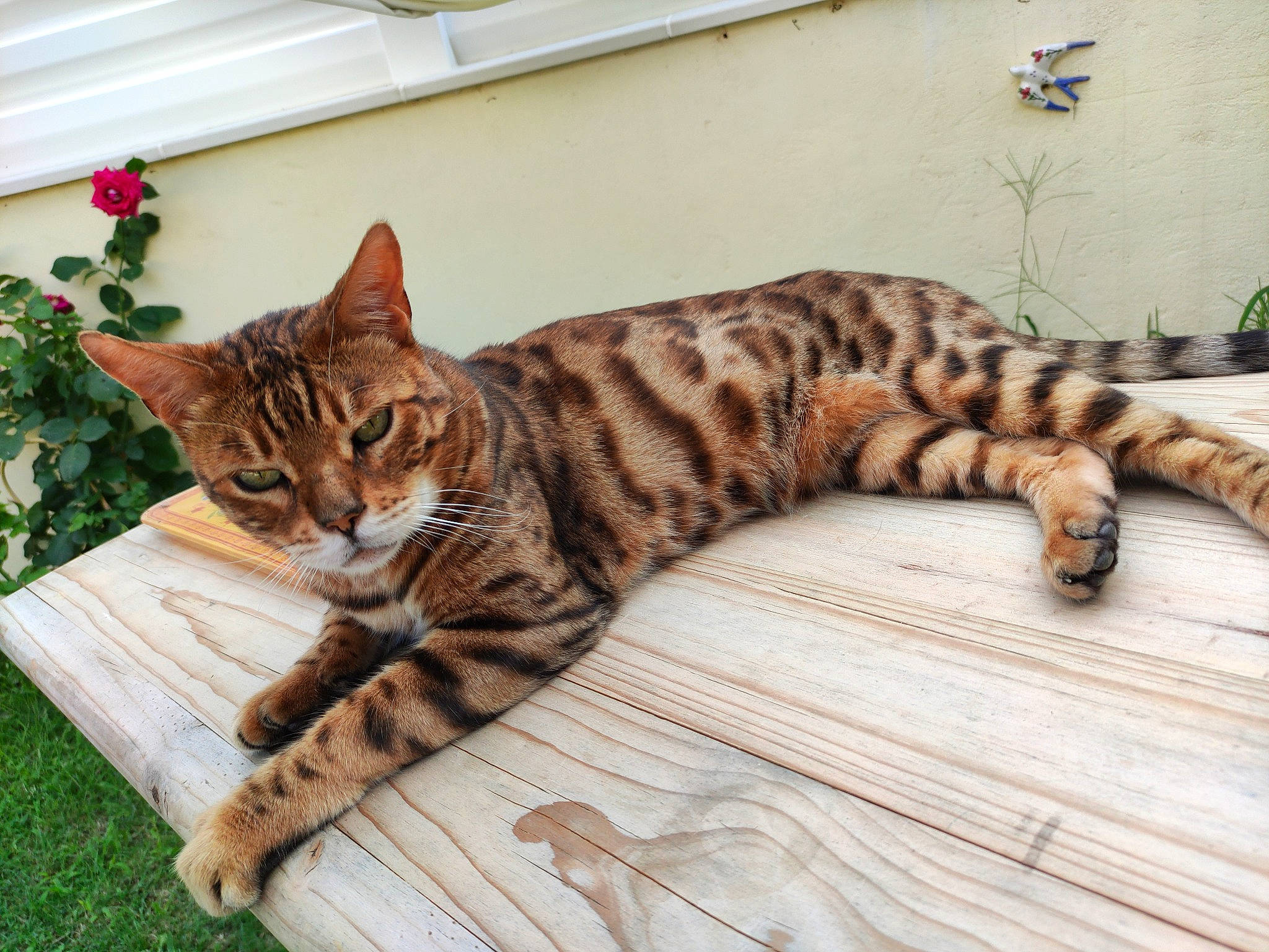 Guigui participe au concours pour gagner de l'argent avec cette photo : carnivore, cat, comfort, domestic_short_haired_cat, fawn, felidae, flooring, fur, hardwood, mammal, paw, plant, small_to_medium_sized_cats, snout, tail, terrestrial_animal, vertebrate, whiskers, wildlife, wood