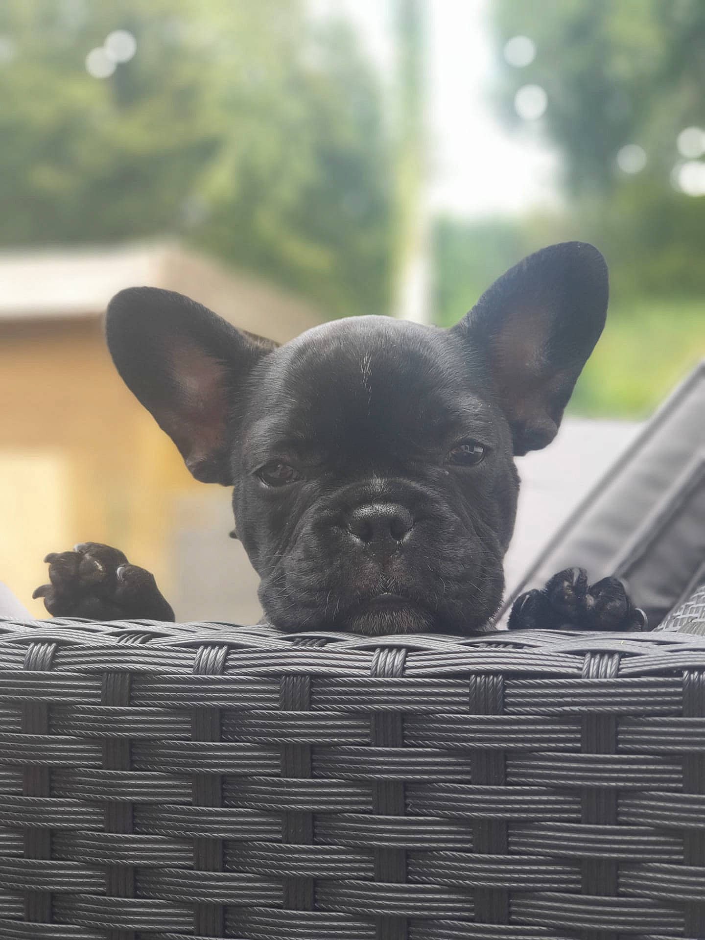 Fleur participe au concours pour gagner de l'argent avec cette photo : canidae, carnivore, companion_dog, dog, dog_breed, ear, fawn, fur, grass, non_sporting_group, snout, terrestrial_animal, toy_dog, whiskers, wicker, wood, working_animal