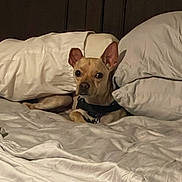 George joined the competition — help win amazing prizes! dog, bed, pillow, blanket, pet, small_dog, tan_dog, indoor, resting, cozy, fur, ears, alert, curious, sleepy, animal, domestic_animal, collar, lying_down, comfortable