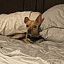 dog, bed, pillow, blanket, pet, small_dog, tan_dog, indoor, resting, cozy, fur, ears, alert, curious, sleepy, animal, domestic_animal, collar, lying_down, comfortable