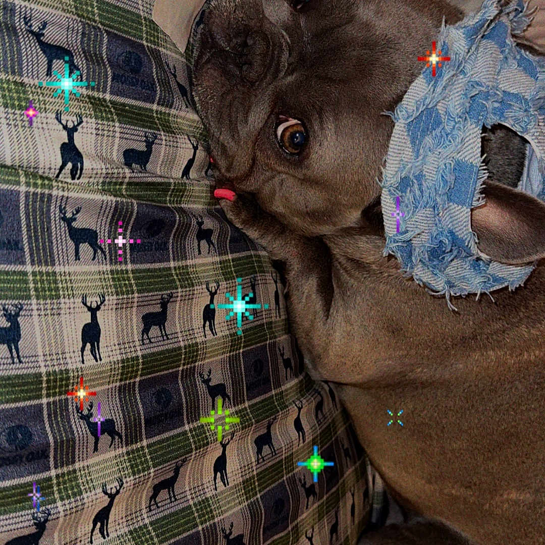 Lady Prada is registered to the contest to win money with this photo: dog, brown_dog, tongue_out, blue_cloth, couch, plaid_pattern, deer_print, indoor, pet, resting, cozy, fabric, texture, colorful_sparkles, animal, cute, relaxed, fur, closeup, companion