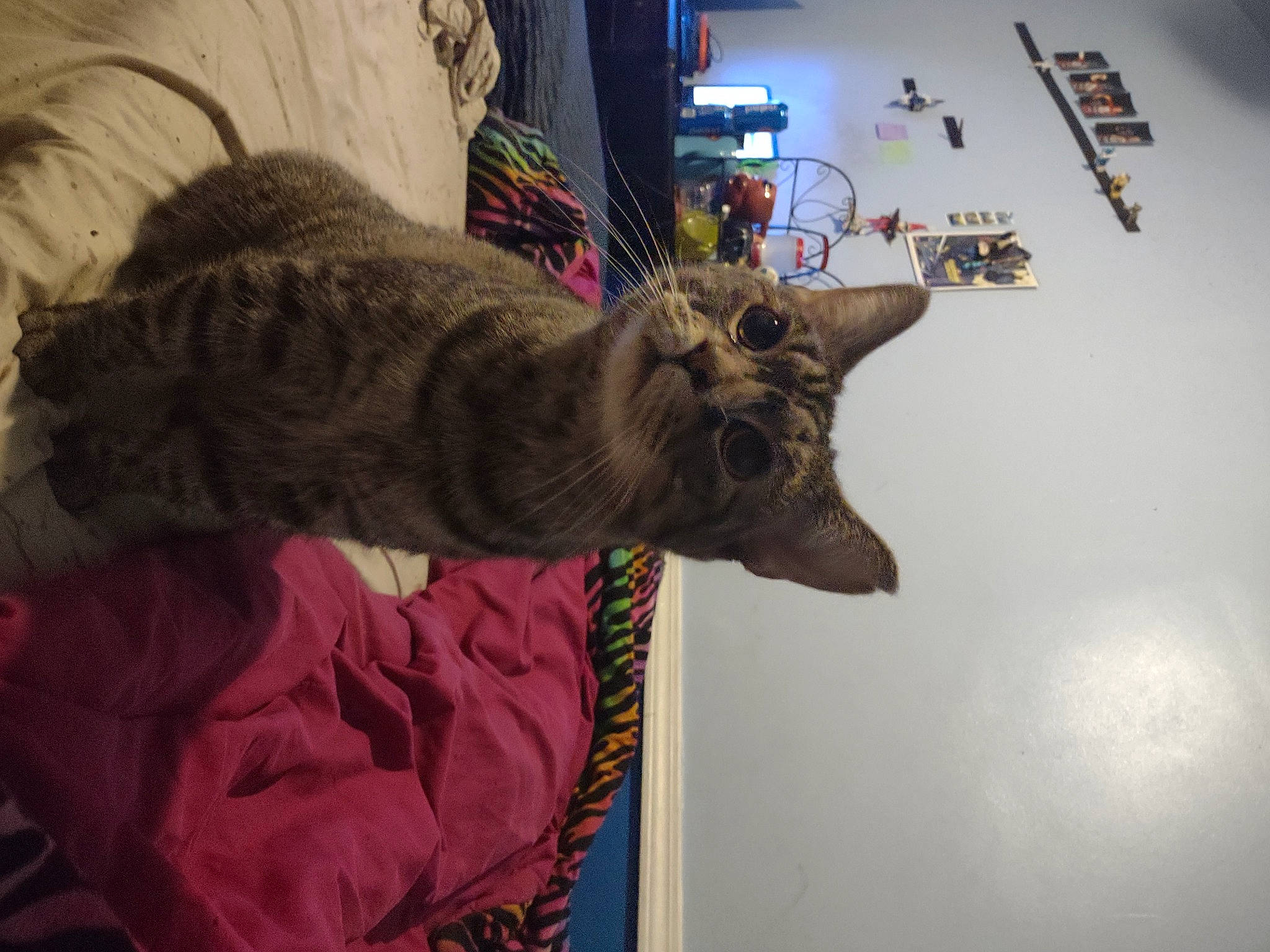 Alice is registered to the contest to win money with this photo: art, carnivore, cat, comfort, domestic_short_haired_cat, felidae, fur, mammal, plant, room, small_to_medium_sized_cats, snout, tail, tree, whiskers