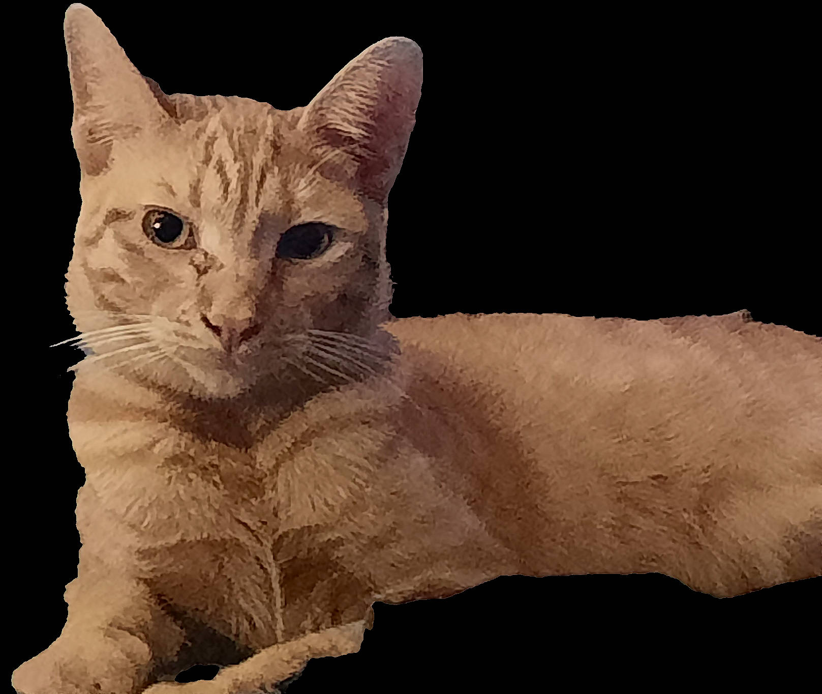 Nacho is registered to the contest to win money with this photo: animal_figure, carnivore, cat, domestic_short_haired_cat, drawing, fawn, felidae, fur, gesture, illustration, paw, photo_caption, small_to_medium_sized_cats, snout, tail, terrestrial_animal, toy, whiskers, wildlife, window