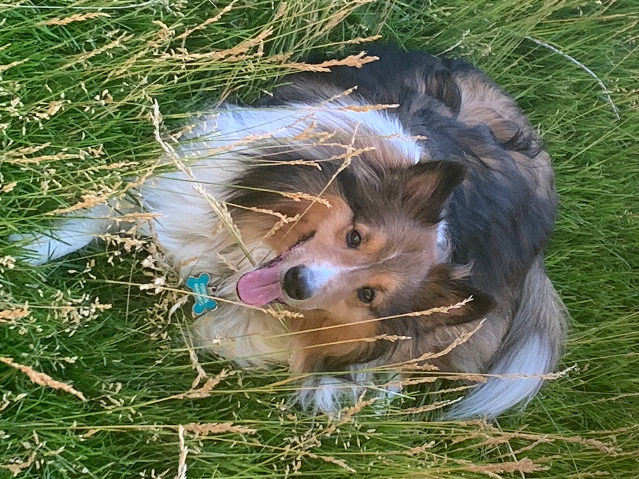 Perseus Maximus joined the competition — help win amazing prizes! canidae, carnivore, circle, companion_dog, dog, dog_breed, feather, fur, grass, happy, hat, herding_dog, liver, people_in_nature, plant, snout, sporting_group, toy_dog, whiskers, wildlife