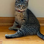 Fufu joined the competition — help win amazing prizes! cat, kitten, tabby, collar, floor, wooden_floor, indoor, pet, animal, feline, young_cat, sitting, curious, whiskers, ears, tail, domestic_animal, striped, cute, furry