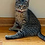 cat, kitten, tabby, collar, floor, wooden_floor, indoor, pet, animal, feline, young_cat, sitting, curious, whiskers, ears, tail, domestic_animal, striped, cute, furry