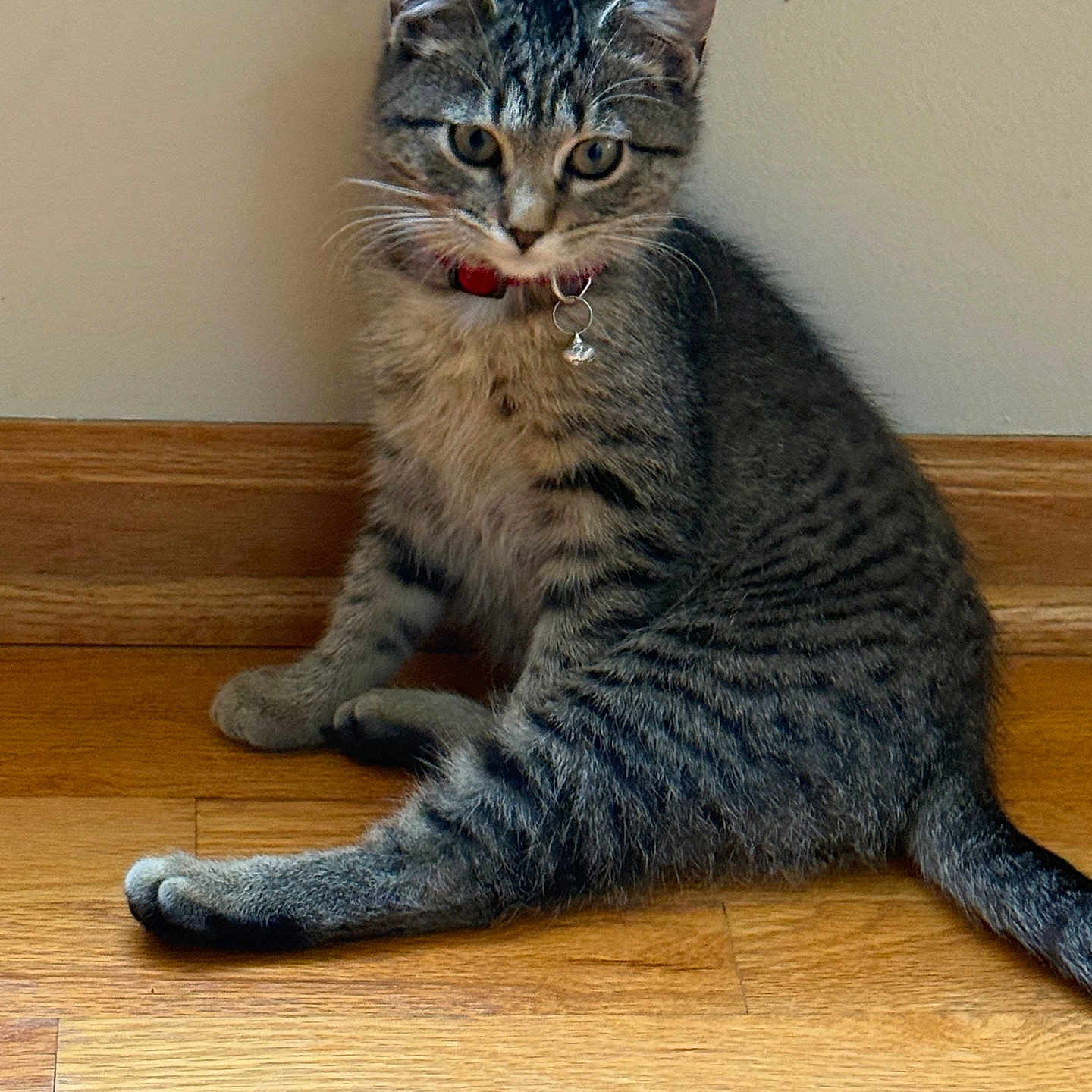 Fufu joined the competition — help win amazing prizes! animal, cat, collar, curious, cute, domestic_animal, ears, feline, floor, furry, indoor, kitten, pet, sitting, striped, tabby, tail, whiskers, wooden_floor, young_cat