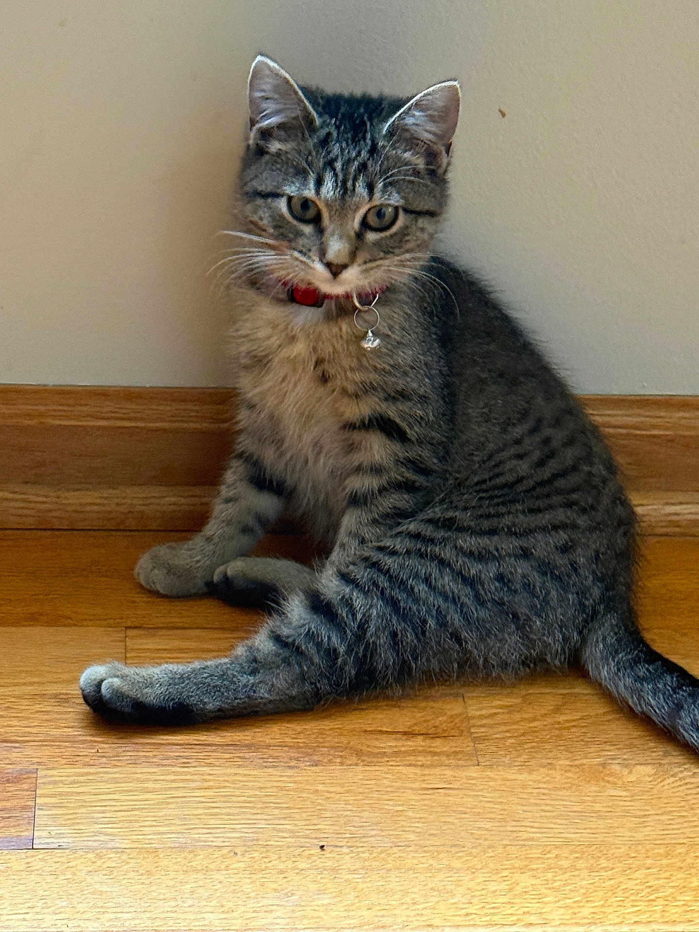 Fufu joined the competition — help win amazing prizes! cat, kitten, tabby, collar, floor, wooden_floor, indoor, pet, animal, feline, young_cat, sitting, curious, whiskers, ears, tail, domestic_animal, striped, cute, furry
