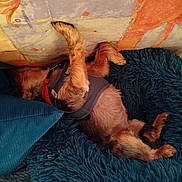 Croquette participe au concours pour gagner de l'argent avec cette photo : dog, pet, lying_down, harness, fluffy_rug, blue_rug, couch, colorful_couch, relaxed, paws, fur, indoor, cozy, rest, small_dog, sleeping, animal, domestic, companion, cute