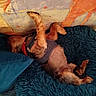 dog, pet, lying_down, harness, fluffy_rug, blue_rug, couch, colorful_couch, relaxed, paws, fur, indoor, cozy, rest, small_dog, sleeping, animal, domestic, companion, cute