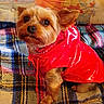 Croquette participe au concours pour gagner de l'argent avec cette photo : dog, pet, red_raincoat, plaid_blanket, indoor, small_dog, cozy, fur, ears, couch, patterned, cute, attentive, sitting, brown_fur, textile, warm_colors, portrait, animal, companion