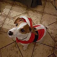 Orion participe au concours pour gagner de l'argent avec cette photo : dog, pet, santa_outfit, costume, holiday, festive, tile_floor, brown_and_white, small_dog, indoor, looking_up, cute, animal, puppy, ears, collar, christmas, adorable, fur, domestic_animal