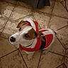 dog, pet, santa_outfit, costume, holiday, festive, tile_floor, brown_and_white, small_dog, indoor, looking_up, cute, animal, puppy, ears, collar, christmas, adorable, fur, domestic_animal