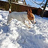 Orion participe au concours pour gagner de l'argent avec cette photo : animal, brown, canine, cold, daytime, dog, grass, house, jumping, nature, outdoor, pet, playful, shed, snow, sunny, tree, white, winter, yard