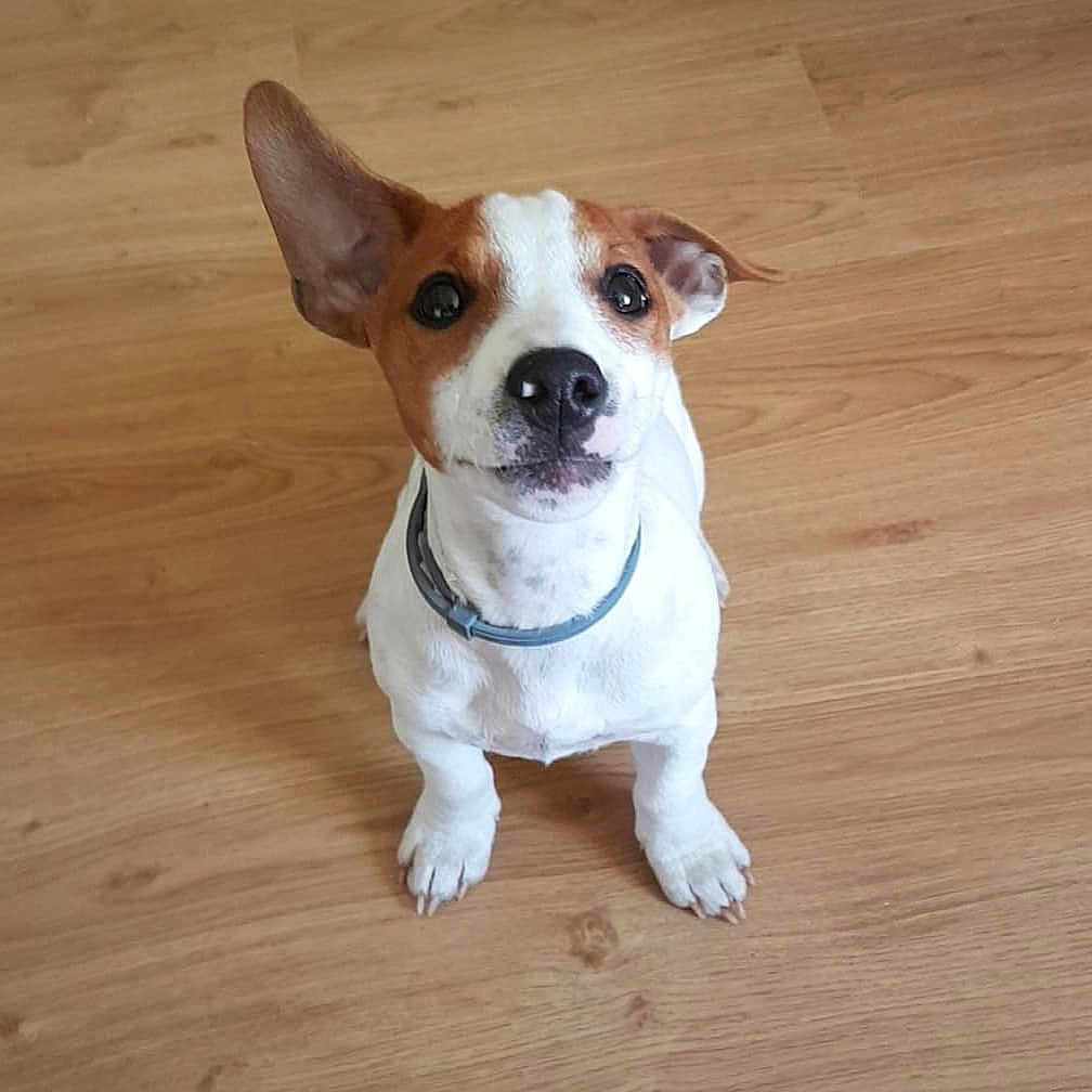 Orion participe au concours pour gagner de l'argent avec cette photo : dog, puppy, small_dog, brown_and_white, ear_up, ear_down, collar, wooden_floor, indoor, pet, cute, attentive, looking_up, sitting, canine, domestic_animal, companion, playful, young_dog, friendly