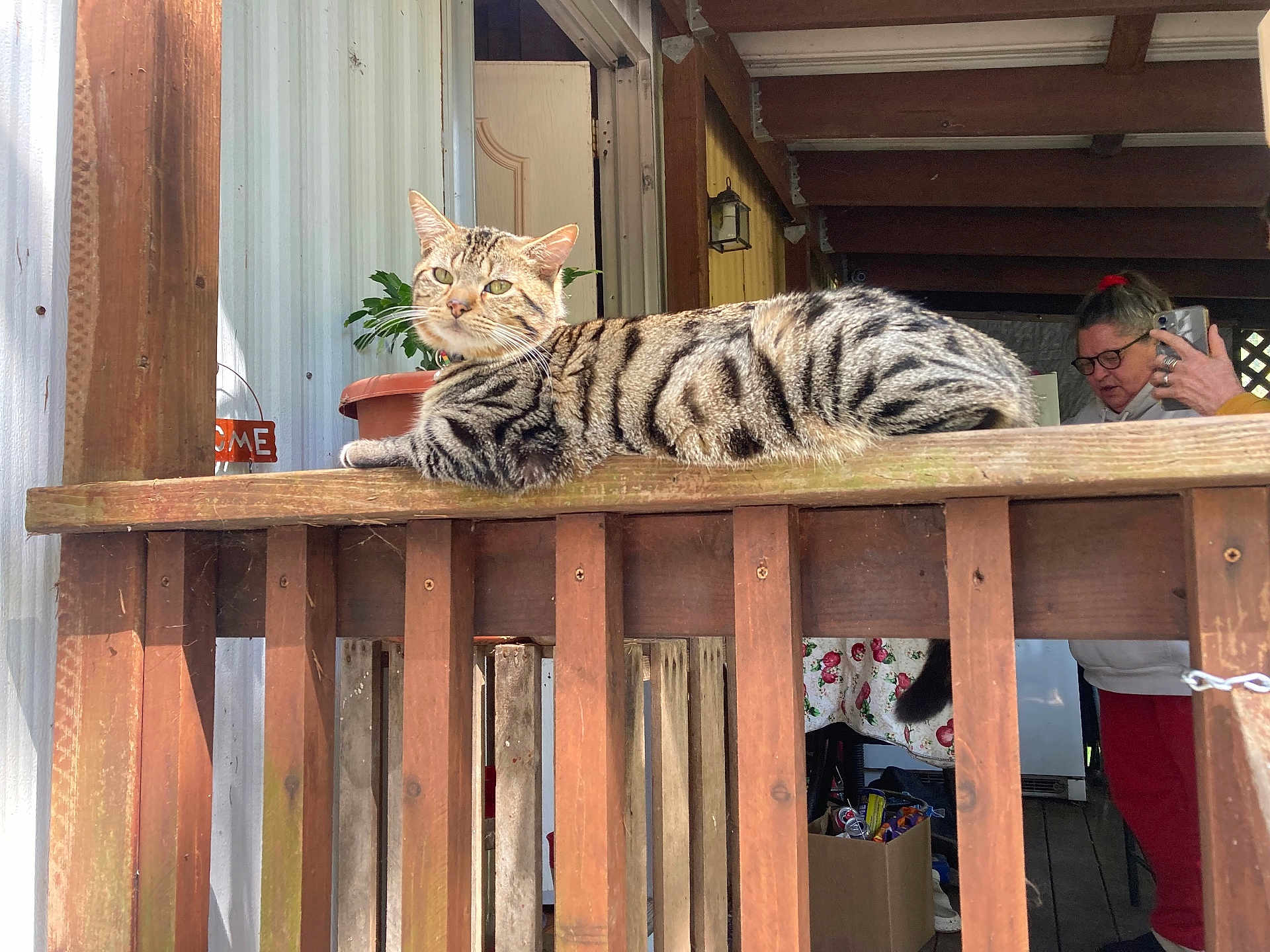 Baby Booge joined the competition — help win amazing prizes! cat, tabby_cat, wooden_railing, porch, woman, glasses, phone, potted_plant, sunlight, relaxed, indoor_outdoor, wood, fence, casual, portrait, animal, pet, striped_fur, daylight, person