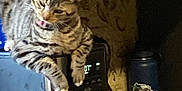 Baby Booge is registered to the contest to win money with this photo: cat, tabby, coffee_maker, kitchen, cup, snacks, countertop, appliance, pet, feline, indoor, domestic, curious, licking, animal, household, wooden_cabinet, basket, food, beverage