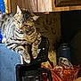 cat, tabby, coffee_maker, kitchen, cup, snacks, countertop, appliance, pet, feline, indoor, domestic, curious, licking, animal, household, wooden_cabinet, basket, food, beverage