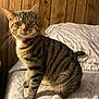 animal, bed, bedding, cat, curious, cute, domestic_animal, feline, fur, indoor, looking, mammal, paws, pet, pillow, resting, striped, tabby, whiskers, wood_paneling