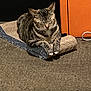 animal, carpet, cat, collar, cute, domestic_cat, ears, feline, floor, fur, indoor, orange_cabinet, paws, pet, relaxed, resting, scratcher, striped, tabby_cat, whiskers