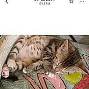 Baby Booge is registered to the contest to win money with this photo: animal, blanket, cat, colorful, comfort, cozy, cute, feline, fur, indoor, kitten, nap, pattern, paws, pet, resting, sleeping, soft, spotted, young