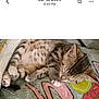 animal, blanket, cat, colorful, comfort, cozy, cute, feline, fur, indoor, kitten, nap, pattern, paws, pet, resting, sleeping, soft, spotted, young