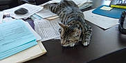 Baby Booge is registered to the contest to win money with this photo: animal, cat, chair, cluttered, desk, documents, feline, folder, indoor, keyboard, mouse, mousepad, office, papers, printer, relaxed, stationery, tabby_cat, water_bottle, workspace