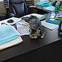 cat, tabby_cat, office, desk, papers, folder, chair, printer, mouse, keyboard, mousepad, water_bottle, stationery, indoor, workspace, relaxed, cluttered, documents, animal, feline