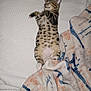 kitten, cat, tabby, spotted, sleeping, relaxed, blanket, white_background, cozy, pet, feline, indoor, cute, resting, small_animal, fur, animal, domestic, mammal, soft