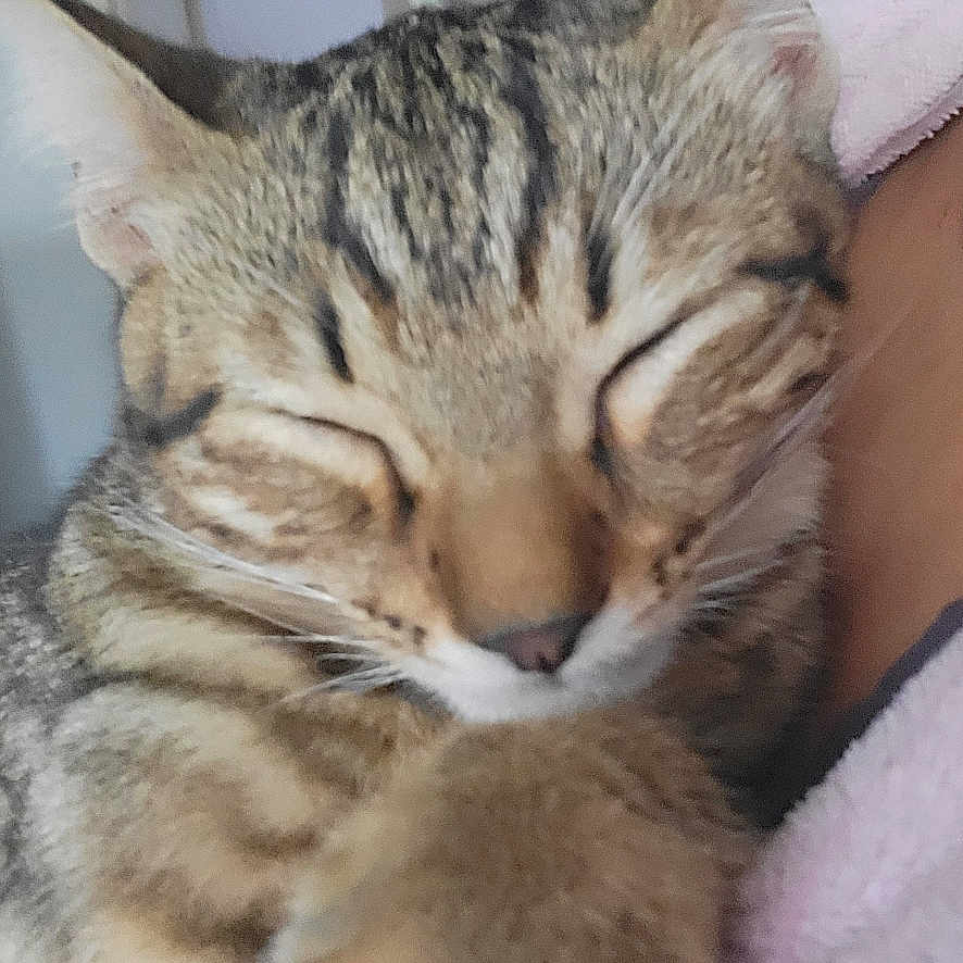 Tigrou participe au concours pour gagner de l'argent avec cette photo : animal, cat, closeup, comfort, cozy, cute, domestic_cat, feline, fur, indoor, nap, paw, pet, relaxation, resting, sleeping, soft_texture, tabby, warm, whiskers