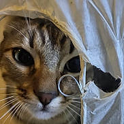 Tigrou participe au concours pour gagner de l'argent avec cette photo : cat, tabby, whiskers, curious, hole, paper, fabric, closeup, pet, animal, indoor, face, eyes, feline, playful, texture, soft, brown, striped, cute