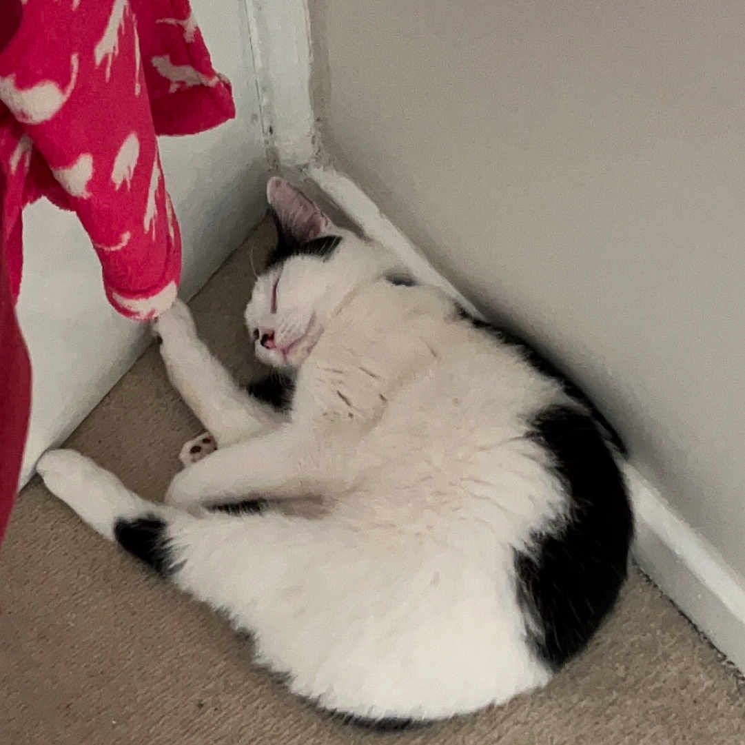 Penny joined the competition — help win amazing prizes! abyssinian, angora, animal, blanket, cat, door, hardwood, indoors, interiordesign, kitten, manx, mat, person, pet, siamese, sleeping, window, windowsill, wood