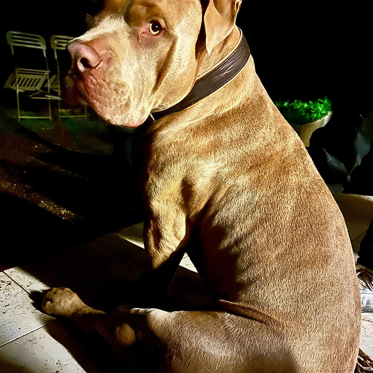 Buddy a rejoint le concours — aidez-le/la à gagner de superbes lots ! animal, boxer, bulldog, canine, chair, clothing, dog, footwear, frenchbulldog, furniture, greatdane, hound, labradorretriever, pet, pitbull, pointer, puppy, shoe, snout, terrier