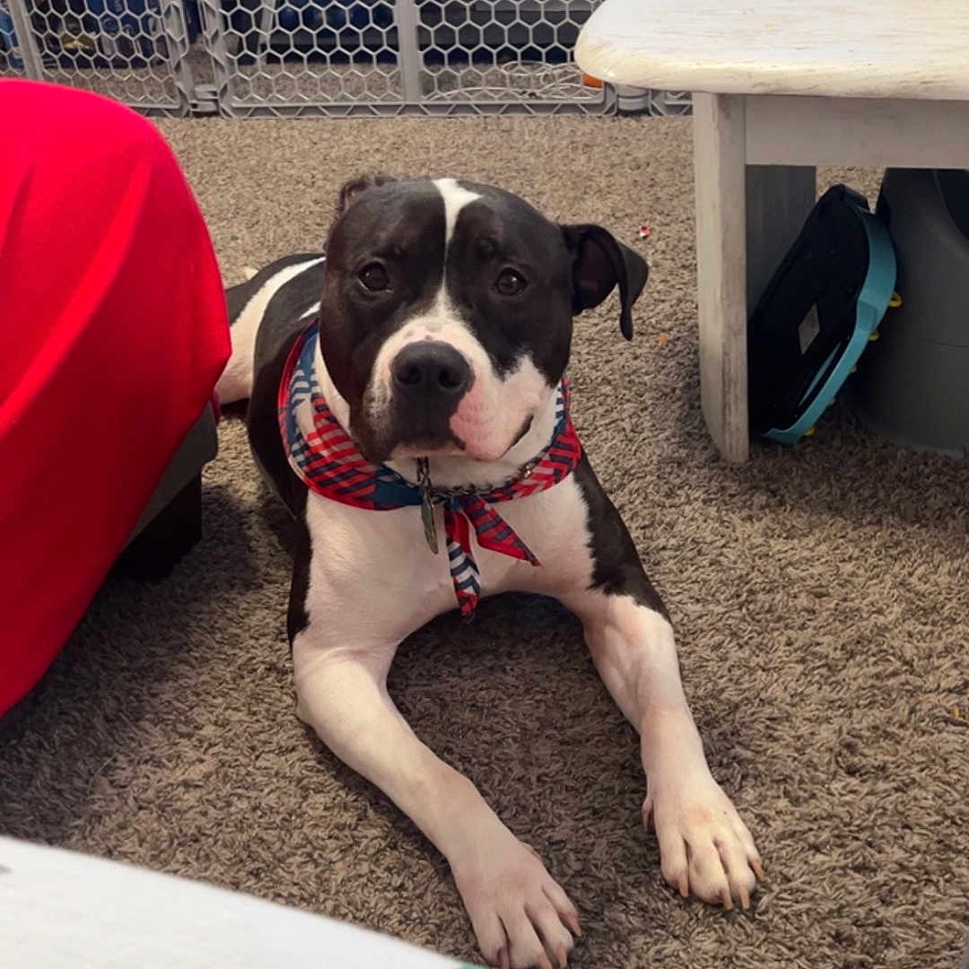 Trev joined the competition — help win amazing prizes! adult, animal, architecture, bostonbull, boxer, building, bulldog, canine, dog, furniture, hound, indoors, male, man, outdoors, person, pet, pitbull, puppy, shelter