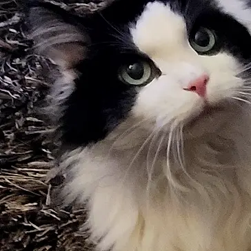 Ashes joined the competition — help win amazing prizes! alert, animal, black_and_white, cat, close_up, curious, cute, domestic_cat, feline, fluffy, fur, green_eyes, indoor, mammal, pet, portrait, rug, soft_lighting, texture, whiskers