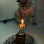 cat, birthday_candle, number_2, cake, plate, treats, pink_shirt, curious, indoor, pet, animal, celebration, food, table, light, shadow, cute, feline, looking_down, small