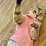 cat, pink_shirt, pet_clothing, wooden_floor, stretching, paw, feline, domestic_animal, animal, cute, relaxed, lying_down, indoor, fur, whiskers, ears, eyes, nose, mammal, pet