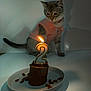 cat, pet, birthday, cake, candle, number_2, plate, treats, curious, pink_shirt, indoor, light, shadow, animal, feline, celebration, small_cake, table, cute, domestic