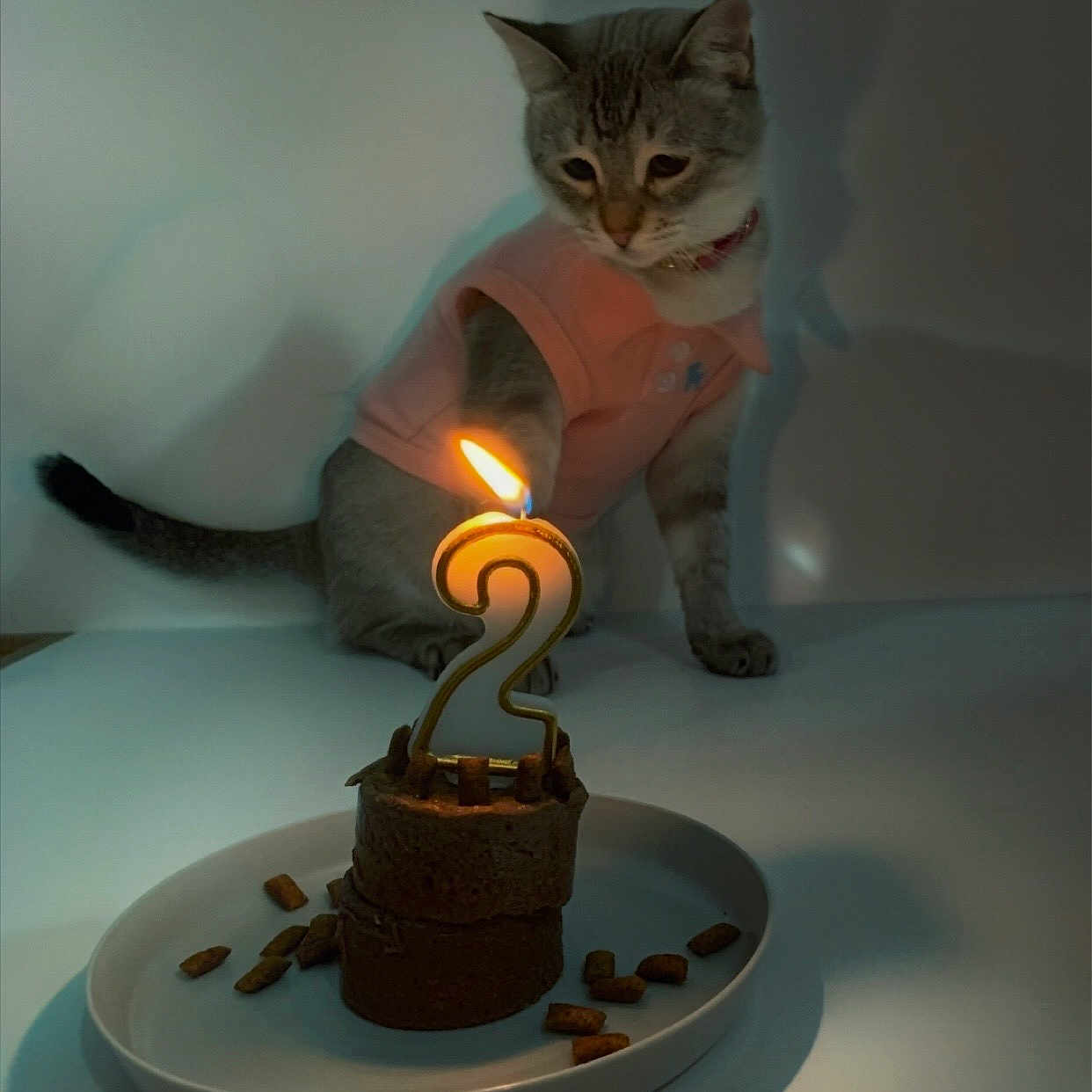 Malouka a rejoint le concours — aidez-le/la à gagner de superbes lots ! animal, birthday, cake, candle, cat, celebration, curious, cute, domestic, feline, indoor, light, number_2, pet, pink_shirt, plate, shadow, small_cake, table, treats