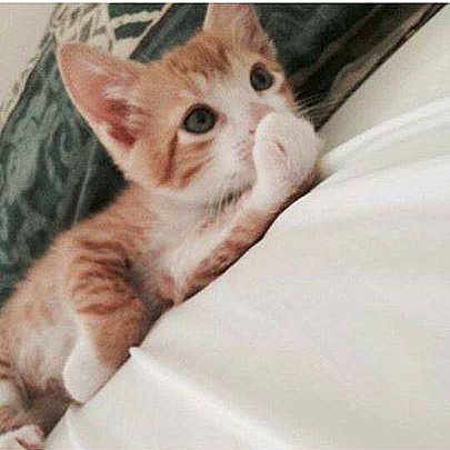 Simba joined the competition — help win amazing prizes!