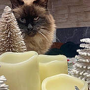 Bounty participe au concours pour gagner de l'argent avec cette photo : cat, fluffy, holiday_decor, candles, decorative_trees, indoor, cozy, stone_wall, whiskers, curious, feline, table, ornaments, closeup, festive, soft_lighting, animal, pet, winter_decor, still_life