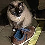 Bounty participe au concours pour gagner de l'argent avec cette photo : cat, siamese_cat, pet, animal, shoe, sneakers, footwear, tile_floor, brown, blue, indoor, paws, fur, whiskers, shadow, cute, domestic_animal, resting, looking_down, quiet