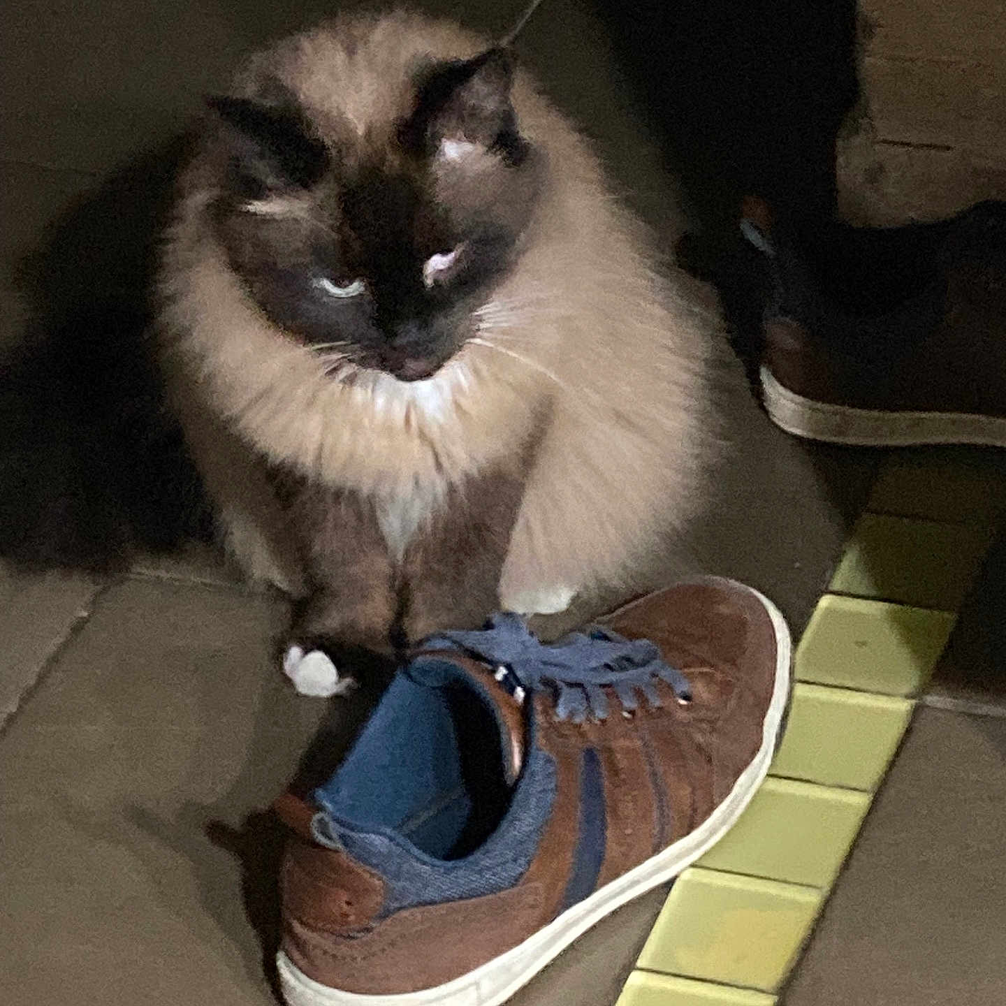 Bounty participe au concours pour gagner de l'argent avec cette photo : animal, blue, brown, cat, cute, domestic_animal, footwear, fur, indoor, looking_down, paws, pet, quiet, resting, shadow, shoe, siamese_cat, sneakers, tile_floor, whiskers