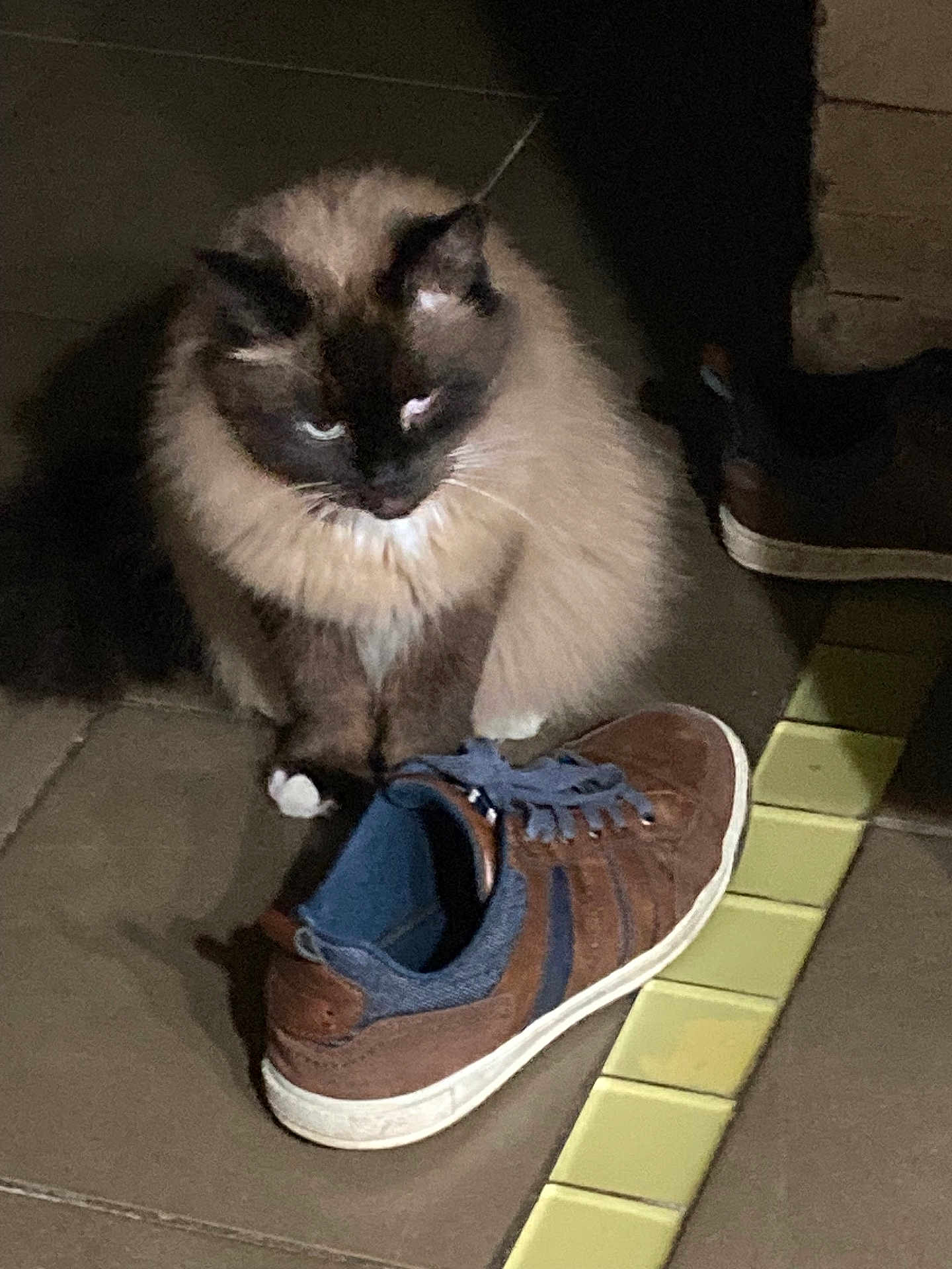 Bounty participe au concours pour gagner de l'argent avec cette photo : cat, siamese_cat, pet, animal, shoe, sneakers, footwear, tile_floor, brown, blue, indoor, paws, fur, whiskers, shadow, cute, domestic_animal, resting, looking_down, quiet