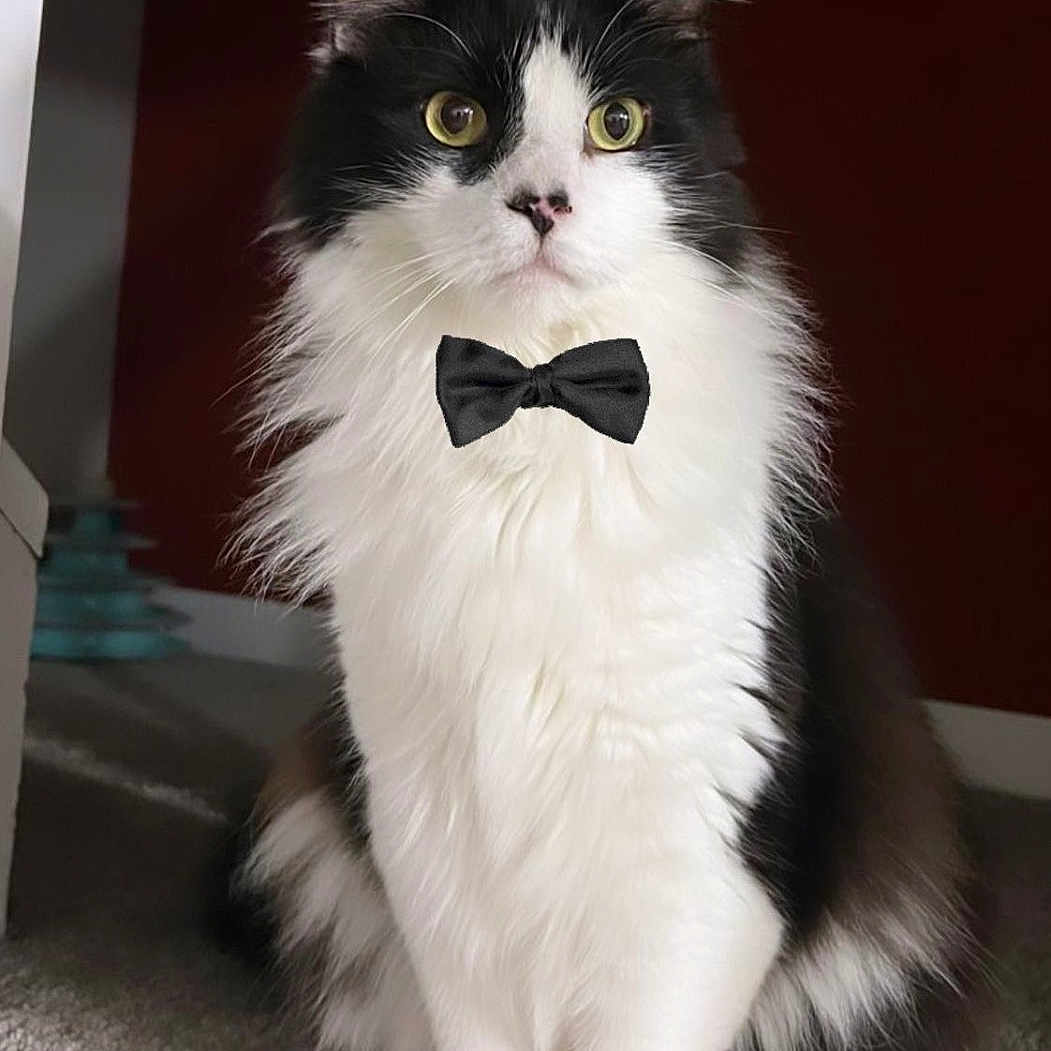 Oreo Pawsome joined the competition — help win amazing prizes! accessories, angora, animal, art, blackcat, bowtie, cat, face, formalwear, glasses, head, kitten, manx, mustache, necktie, person, pet, snout, sunglasses, tie