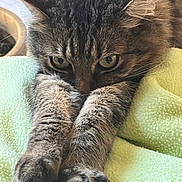 Echo participe au concours pour gagner de l'argent avec cette photo : cat, tabby, close_up, paws, stretching, furry, pet, animal, whiskers, ears, green_blanket, soft_texture, indoor, cute, relaxed, fur, claws, focused, mammal, sleepy