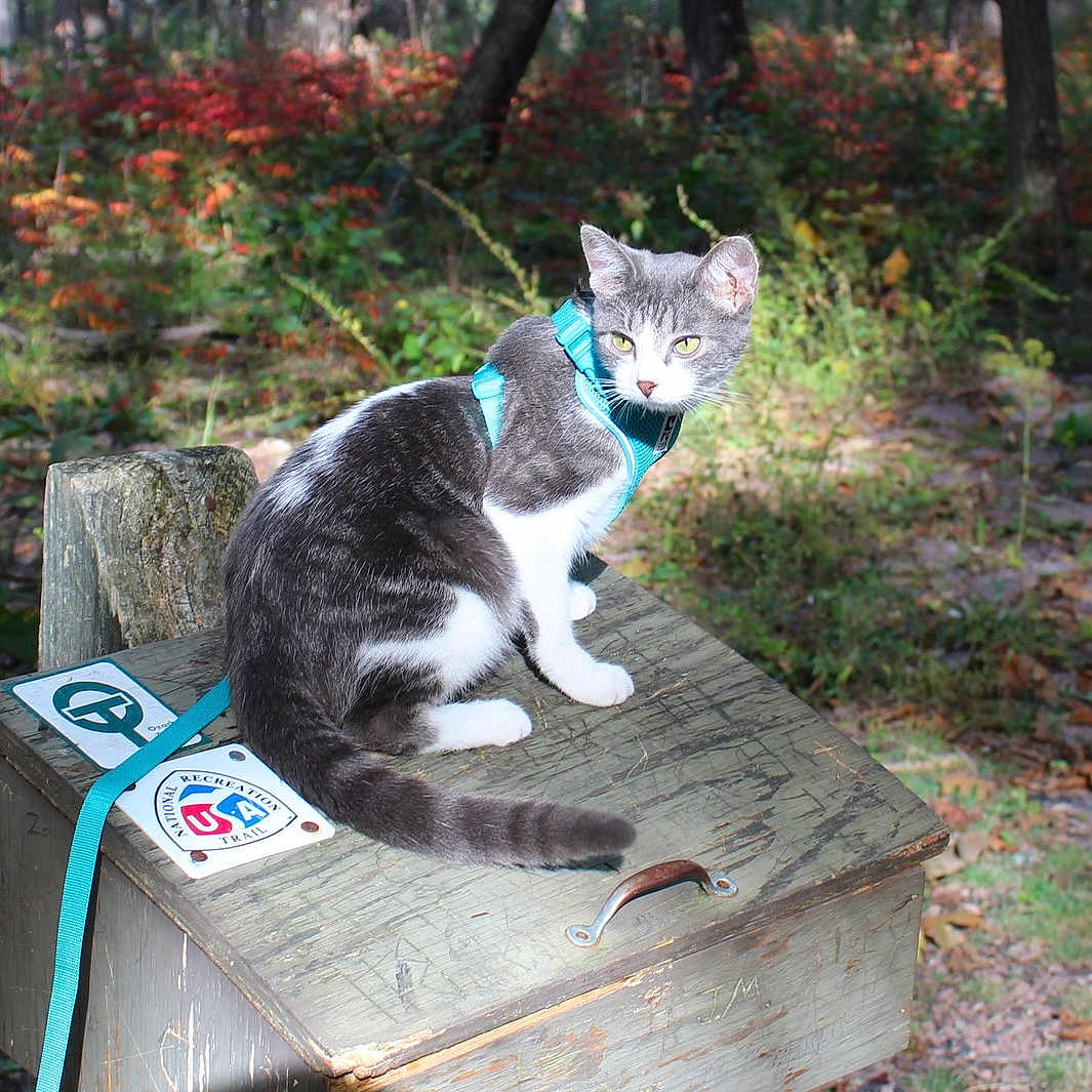 Miao Yin is registered to the contest to win money with this photo: cat, feline, gray_cat, white_chest, harness, turquoise, outdoor, forest, woodland, autumn, foliage, trees, nature, wooden_box, stump, sitting, animal_portrait, pet, adventure, photography