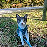 cat, feline, pet, gray_and_white, blue_harness, leash, outdoor, autumn, fall, leaves, grass, woodland, forest, road, tree, nature, sitting, portrait, animal, daylight