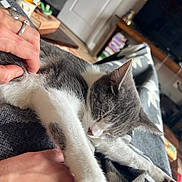 Miao Yin is registered to the contest to win money with this photo: cat, gray_cat, white_cat, sleeping, sleepy, relaxed, pet, animal, whiskers, ears, fur, paws, indoors, lap, human_hand, petting, blanket, couch, cozy, sunlight